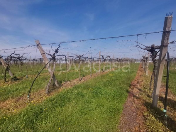 terreno agricolo in vendita a Sona in zona Palazzolo