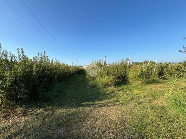 terreno agricolo in vendita a Sona