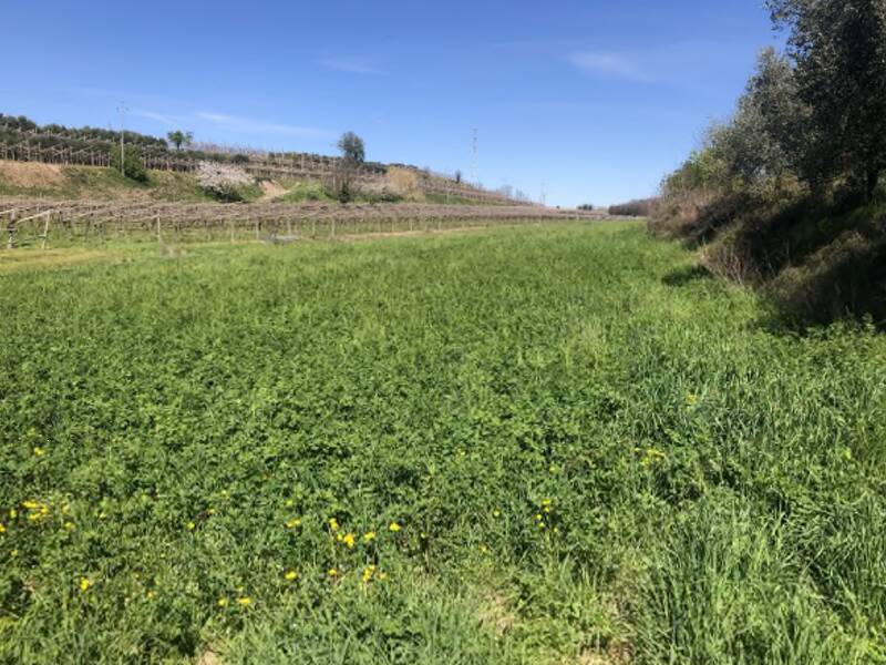 terreno agricolo in vendita a Sona in zona Palazzolo