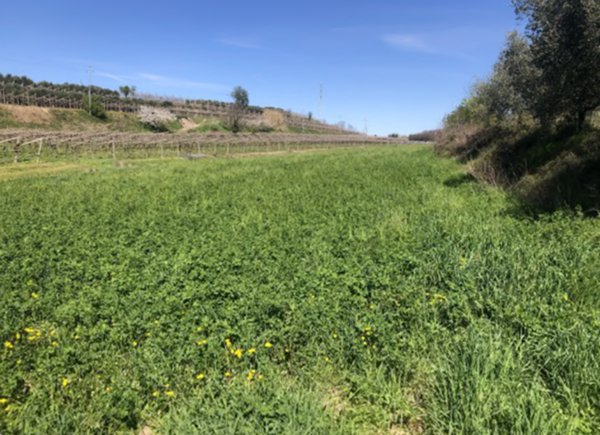 terreno agricolo in vendita a Sona in zona Palazzolo