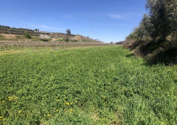 terreno in vendita a Sona