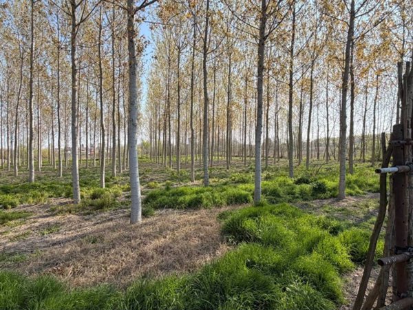 terreno agricolo in vendita a Sorgà
