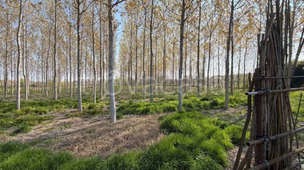 ufficio in vendita a Sorgà