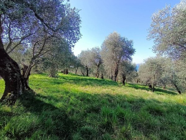 terreno agricolo in vendita a Torri del Benaco