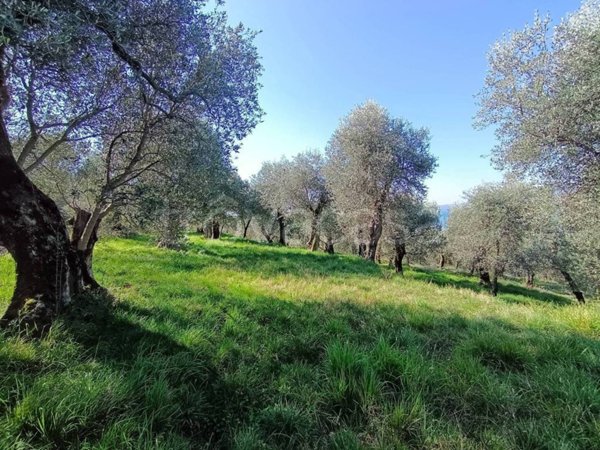 terreno agricolo in vendita a Torri del Benaco