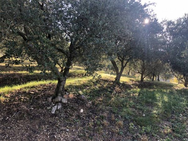 terreno agricolo in vendita a Tregnago