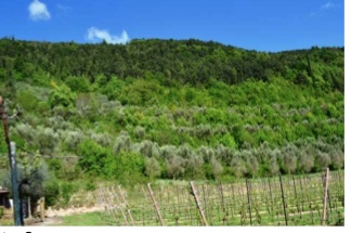terreno edificabile in vendita a Tregnago
