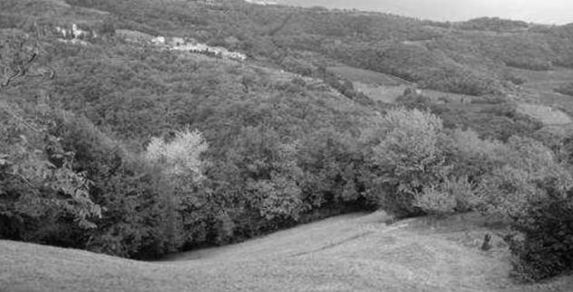terreno agricolo in vendita a Tregnago