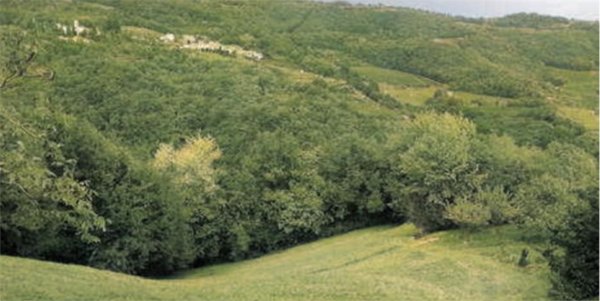 terreno agricolo in vendita a Tregnago