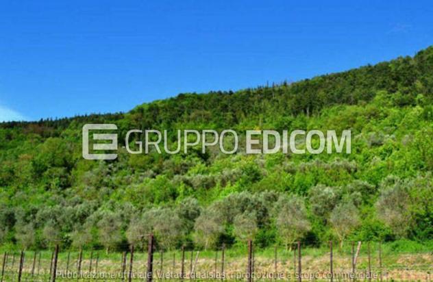 terreno agricolo in vendita a Tregnago