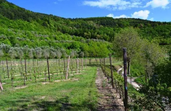 terreno agricolo in vendita a Tregnago