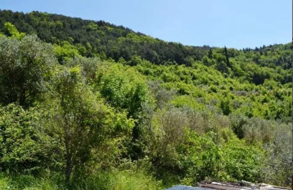 terreno agricolo in vendita a Tregnago