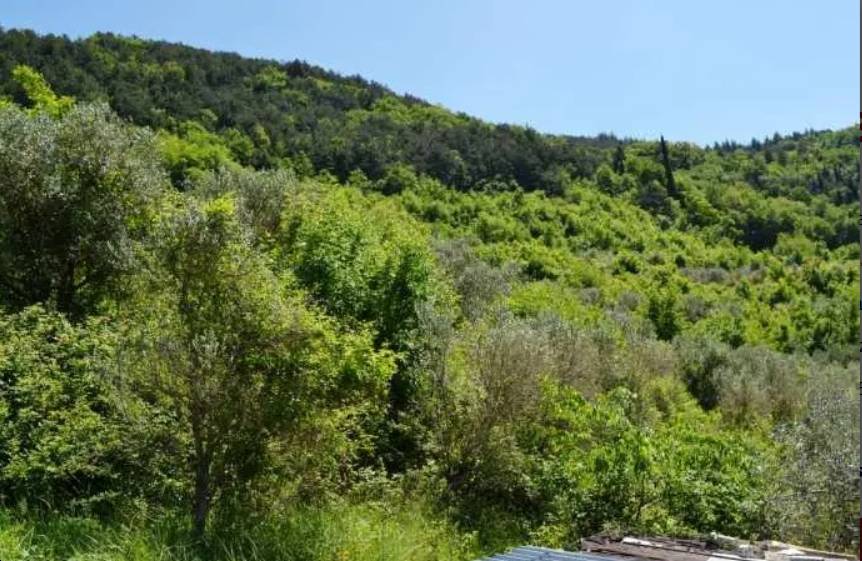 terreno agricolo in vendita a Tregnago