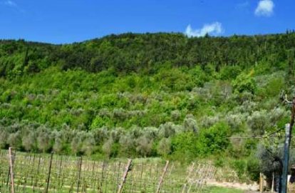 terreno agricolo in vendita a Tregnago