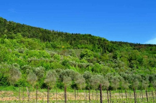 terreno agricolo in vendita a Tregnago in zona Scorgnano