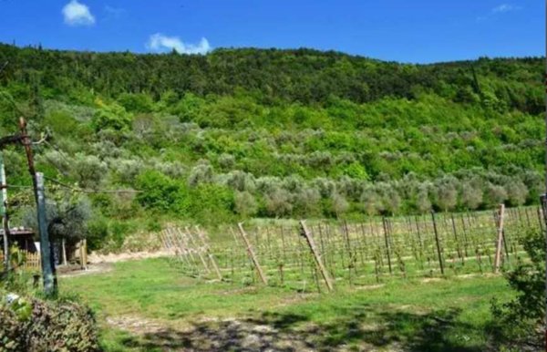 terreno agricolo in vendita a Tregnago in zona Scorgnano