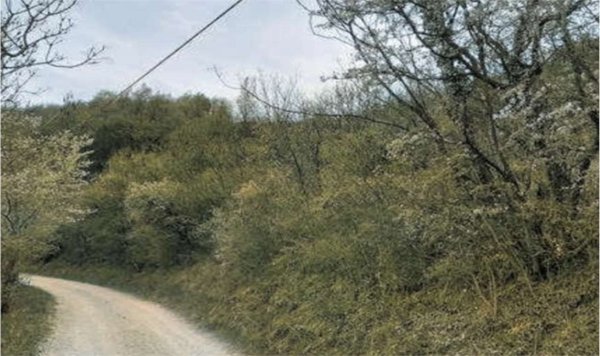 terreno agricolo in vendita a Tregnago