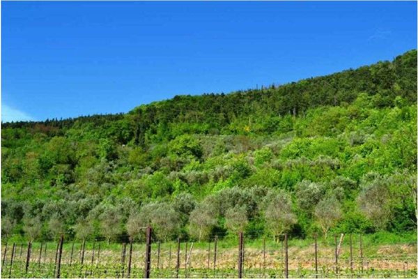 terreno agricolo in vendita a Tregnago