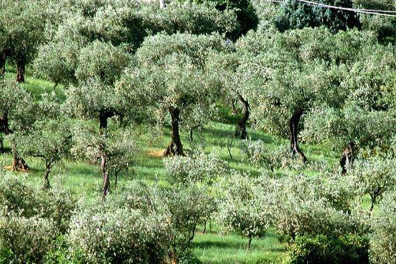 terreno agricolo in vendita a Tregnago