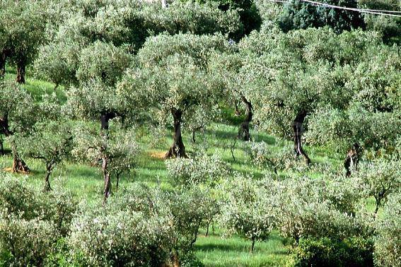 terreno agricolo in vendita a Tregnago