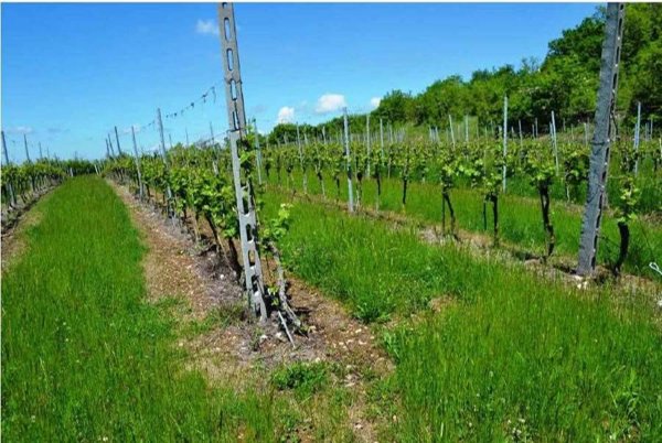 terreno agricolo in vendita a Tregnago