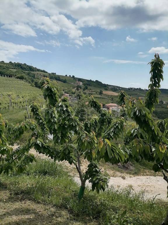 terreno agricolo in vendita a Tregnago in zona Centro