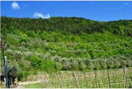 terreno agricolo in vendita a Tregnago