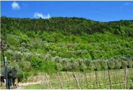 casale in vendita a Tregnago