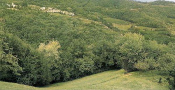 terreno agricolo in vendita a Tregnago