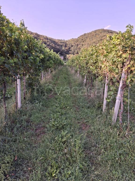 terreno agricolo in vendita a Tregnago