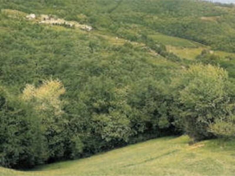 terreno agricolo in vendita a Tregnago