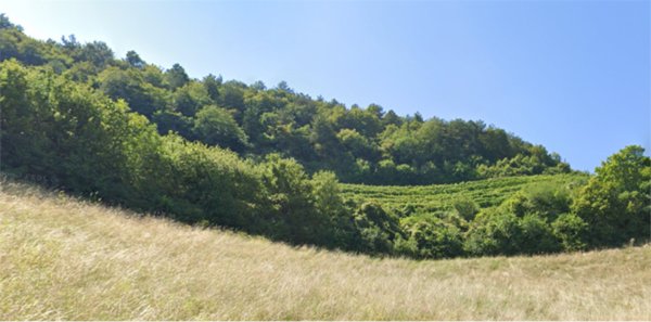 terreno agricolo in vendita a Tregnago