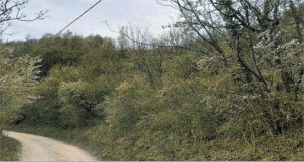 terreno agricolo in vendita a Tregnago