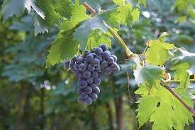 terreno agricolo in vendita a Tregnago