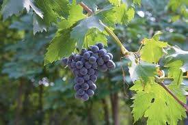 terreno agricolo in vendita a Tregnago in zona Centro