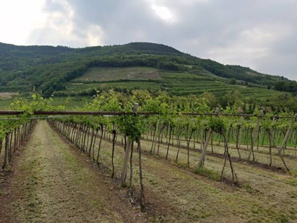 terreno agricolo in vendita a Tregnago