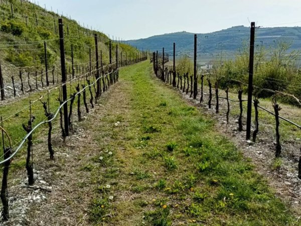 terreno in vendita a Tregnago in zona Cogollo