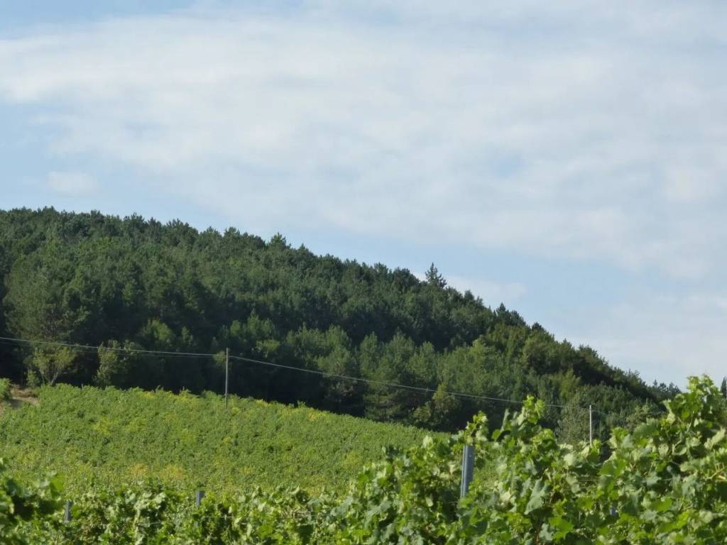 terreno in vendita a Tregnago in zona Finetti
