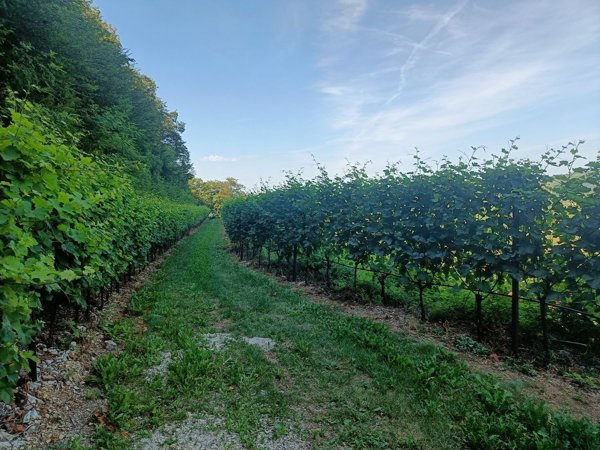terreno agricolo in vendita a Tregnago