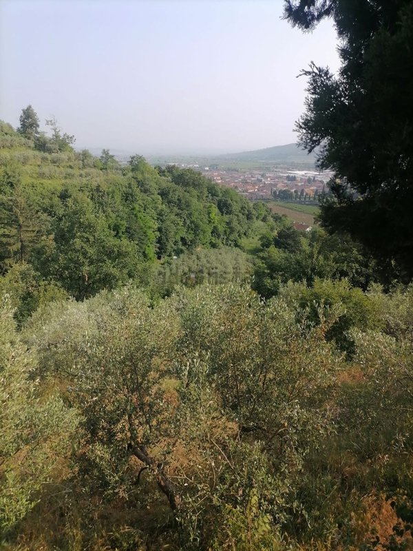 terreno agricolo in vendita a Tregnago