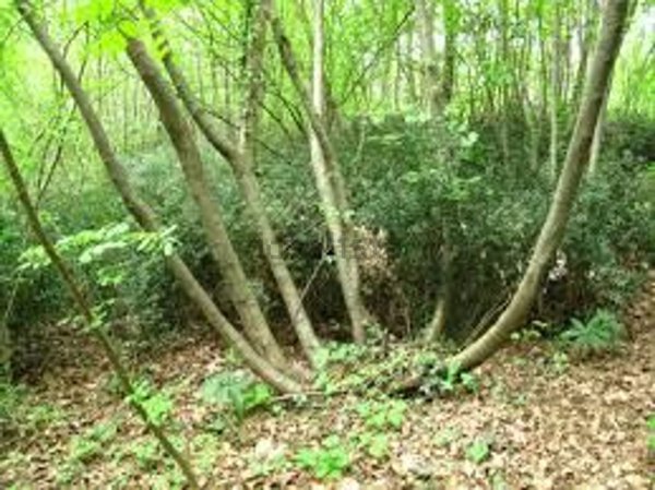 terreno in vendita a Tregnago in zona Finetti