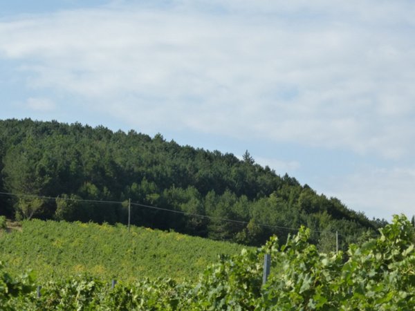 terreno edificabile in vendita a Tregnago in zona Finetti