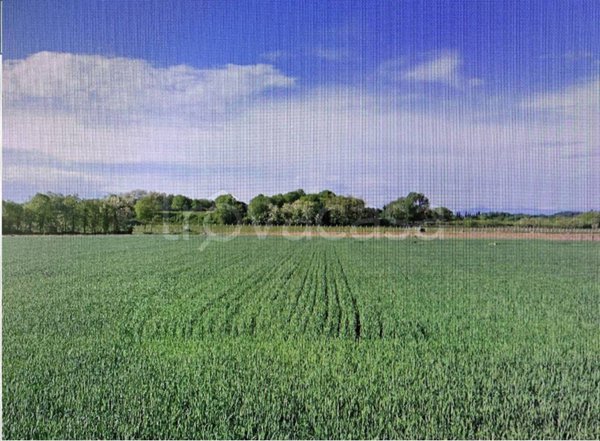 terreno agricolo in vendita a Valeggio sul Mincio in zona Borghetto