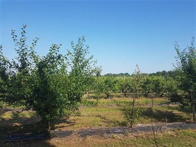 terreno agricolo in vendita a Valeggio sul Mincio in zona Borghetto