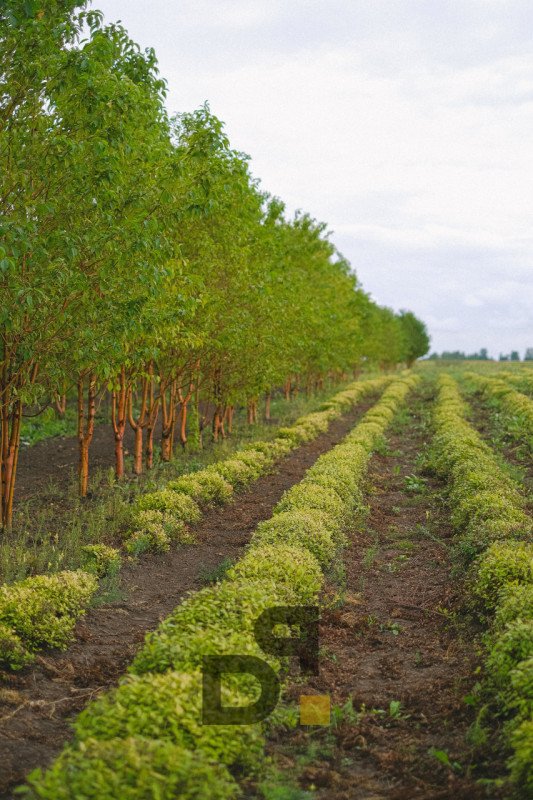 terreno agricolo in vendita a Valeggio sul Mincio