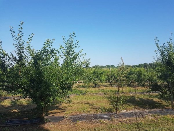 terreno agricolo in vendita a Valeggio sul Mincio in zona Borghetto