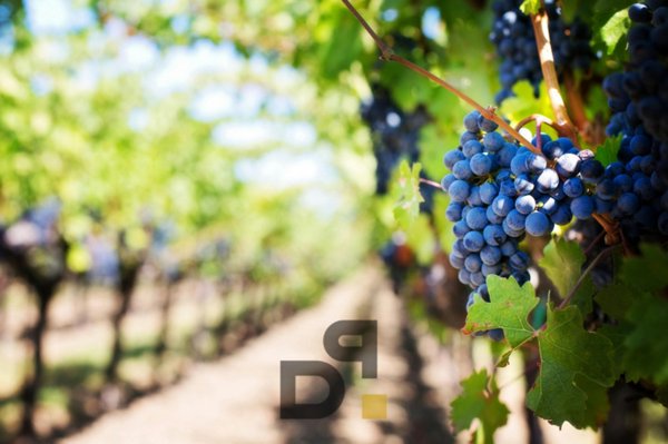 terreno agricolo in vendita a Valeggio sul Mincio
