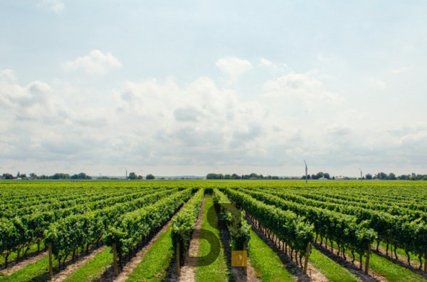 terreno agricolo in vendita a Valeggio sul Mincio