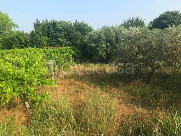 terreno agricolo in vendita a Valeggio sul Mincio in zona Salionze