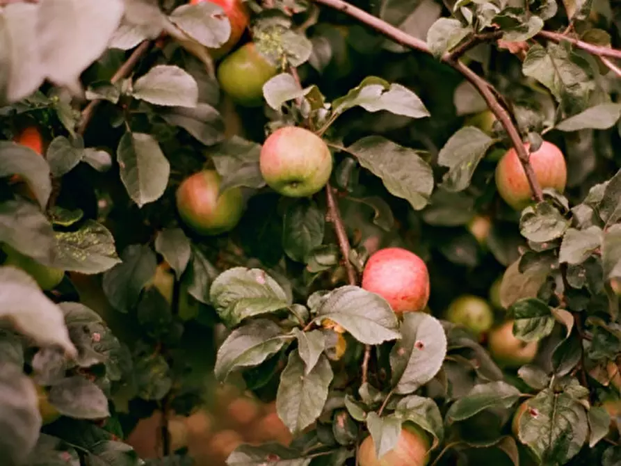 casa indipendente in vendita a Valeggio sul Mincio